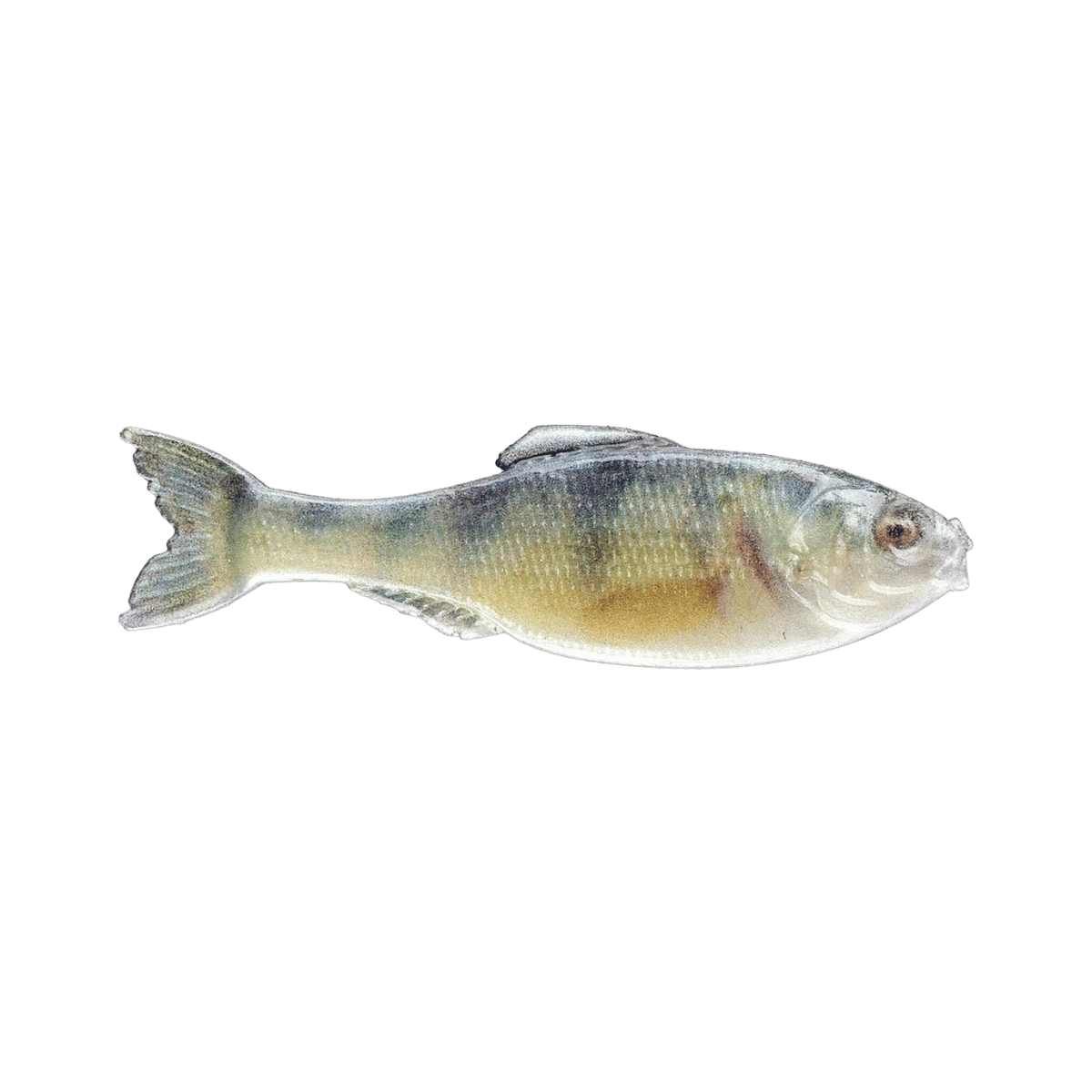 6TH SENSE FISHING PANORAMA 2.8 8PK LIVE YELLOW PERCH