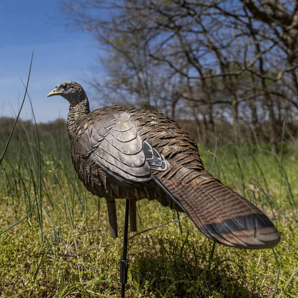 LCD BREEDER HEN TURKEY DECOY in nature
