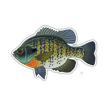 FISH DECALS BLUEGILL