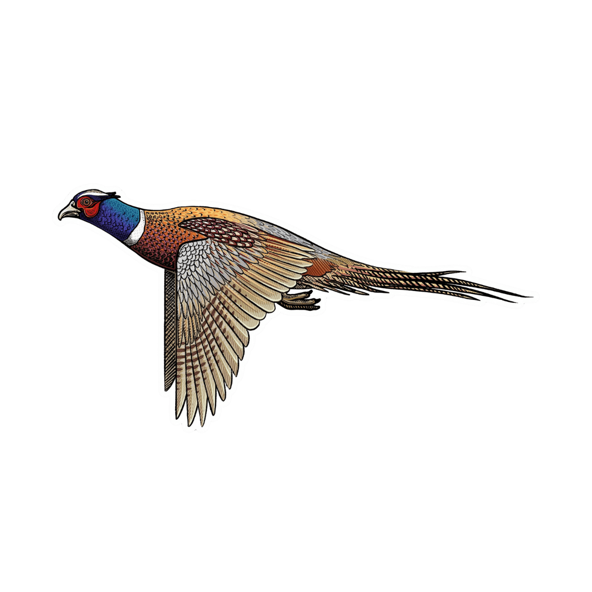 CASEY UNDERWOOD BIRD DECALS - RINGNECK PHEASANT