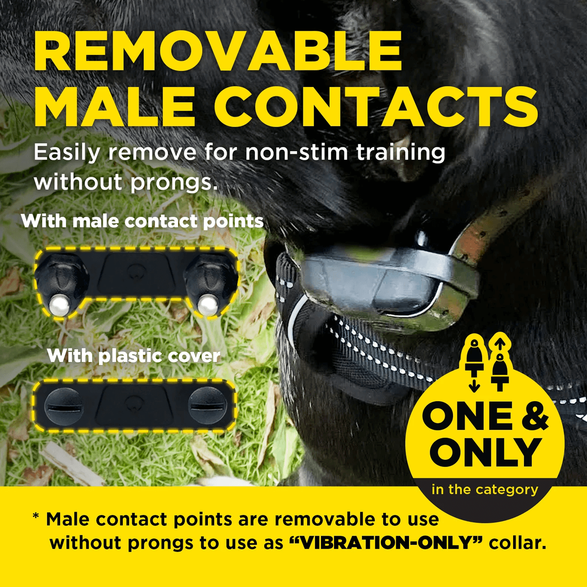 Showcasing Dogtra's removable male contact points feature on a training collar. The collar is shown on a black dog, with comparison visuals of the device with contact points and with a smooth plastic cover. Text highlights the unique feature allowing the collar to be used as a “vibration-only” option by removing the prongs—stating it is the one and only collar in its category with this capability.