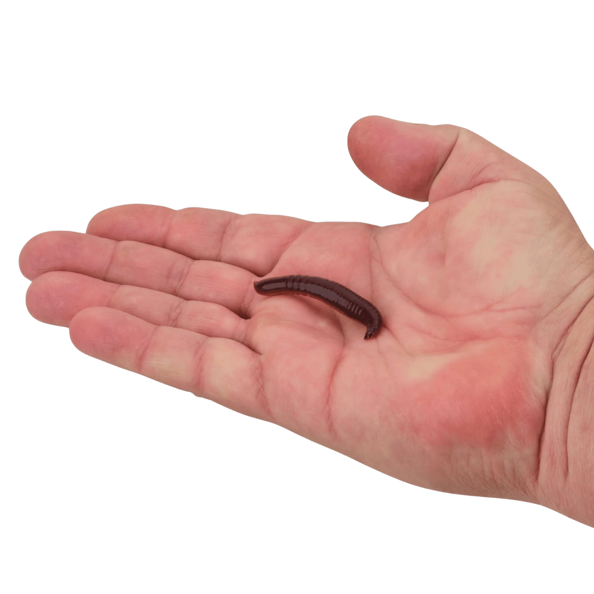BERKLEY GULP PINCHED CRAWLER FISHING LURE 2IN NIGHTCRAWLER - 3