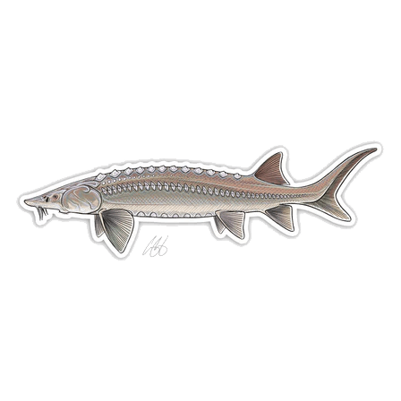 FISH DECALS STURGEON