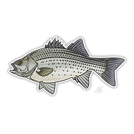 FISH DECALS WHITE BASS