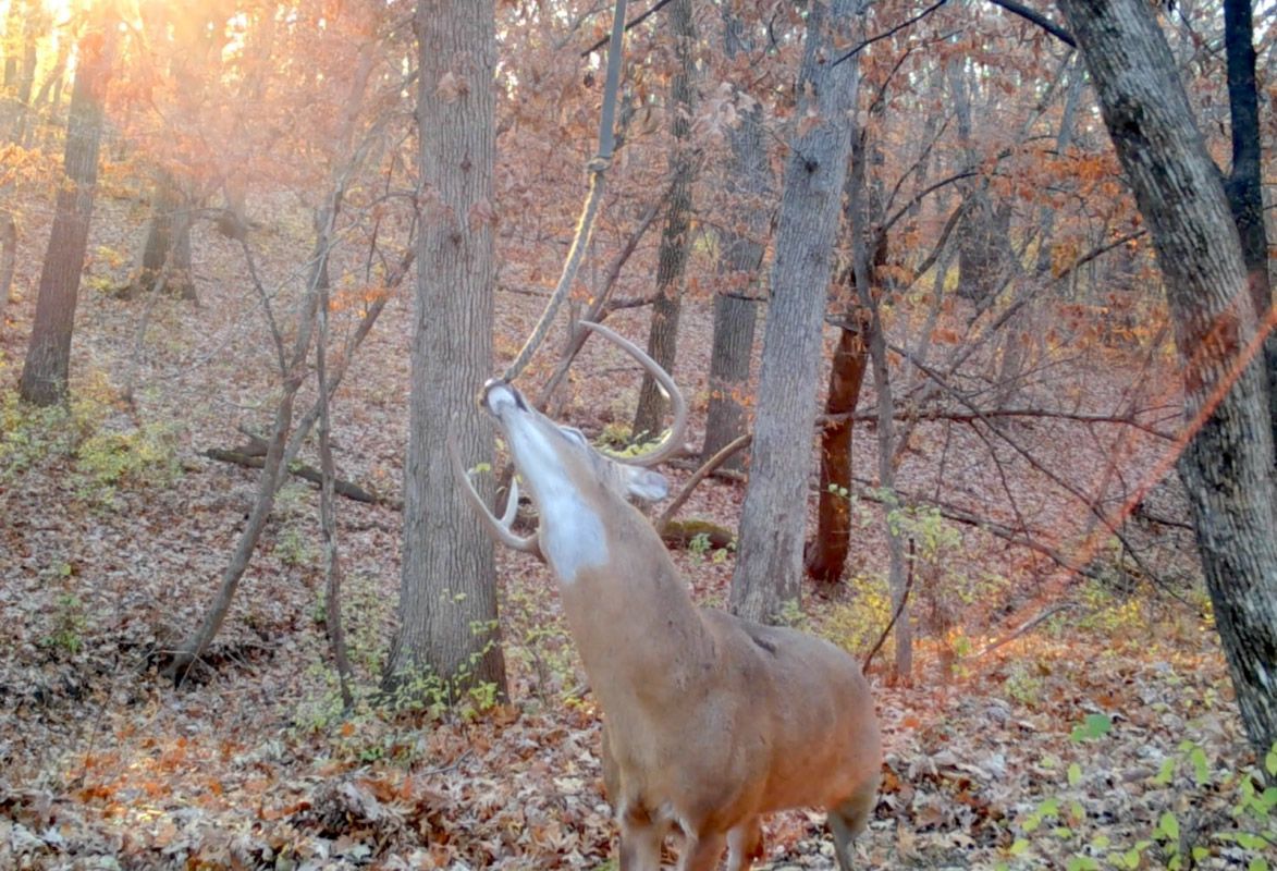 Hempscent rope system showing a deer sniffing the rope