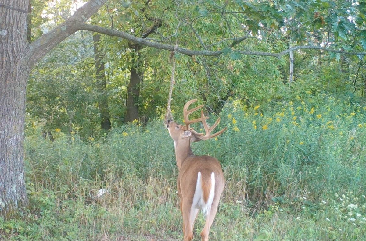 Hempscent rope system showing another deer sniffing the rope