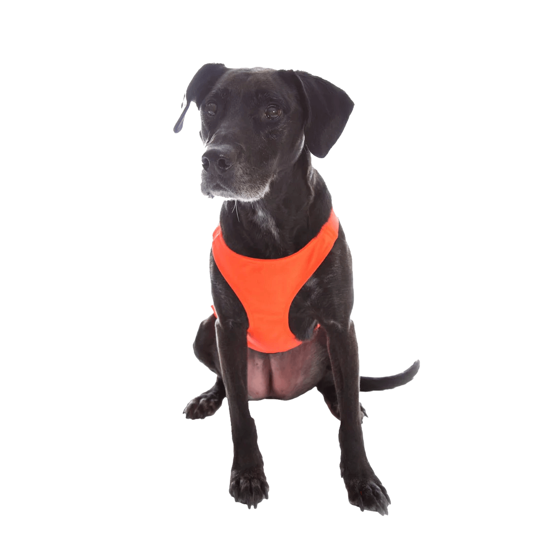 MENDOTA PET SKID PLATE - NARROW CHEST (SM, MD, LG) on dog front view