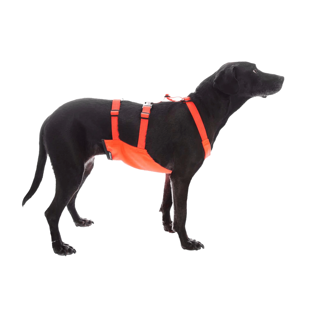 MENDOTA PET SKID PLATE - NARROW CHEST (SM, MD, LG) on dog