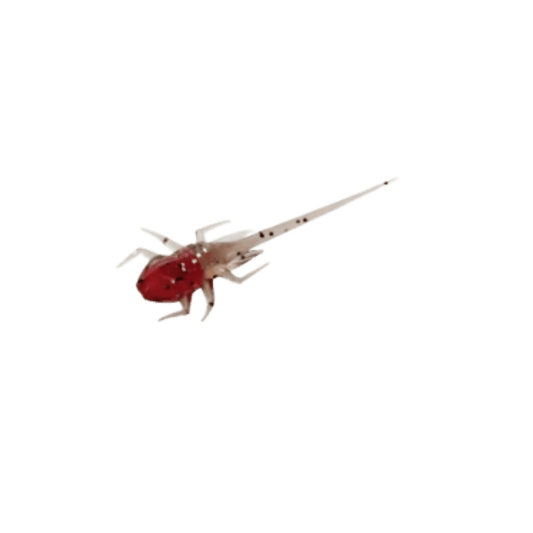 13 FISHING B.A.M.F. ICE PLASTICS CHERRY BOMB