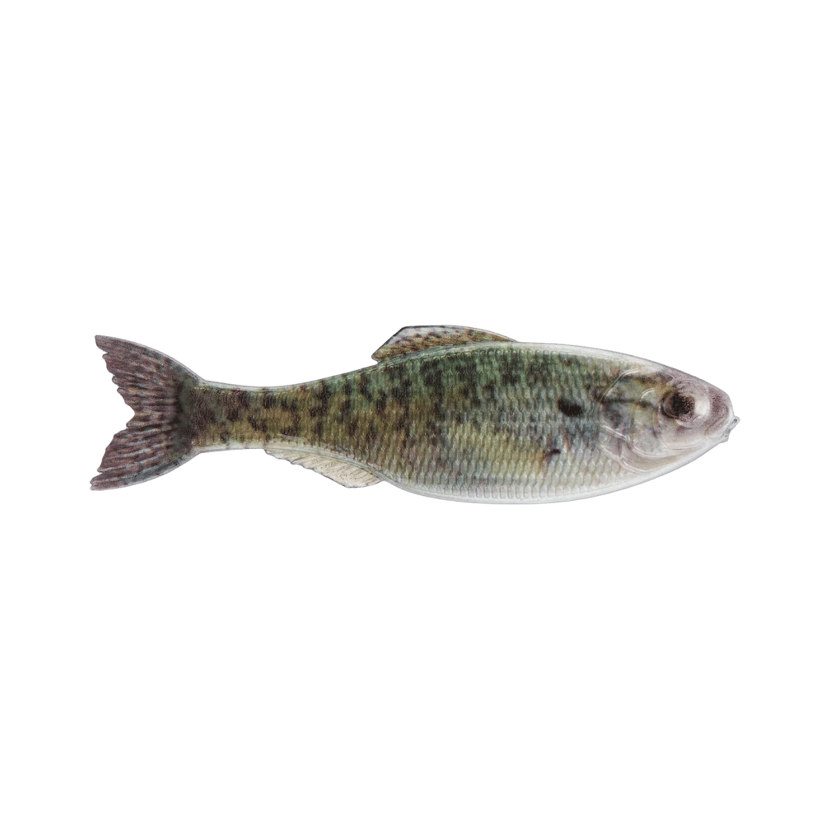 6TH SENSE FISHING PANORAMA 2.8 8PK LIVE CRAPPIE