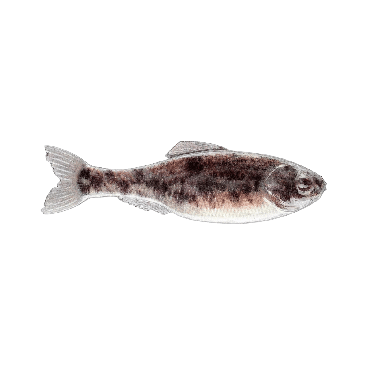 6TH SENSE FISHING PANORAMA 2.8 8PK LIVE GOBY
