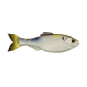 4K SHAD