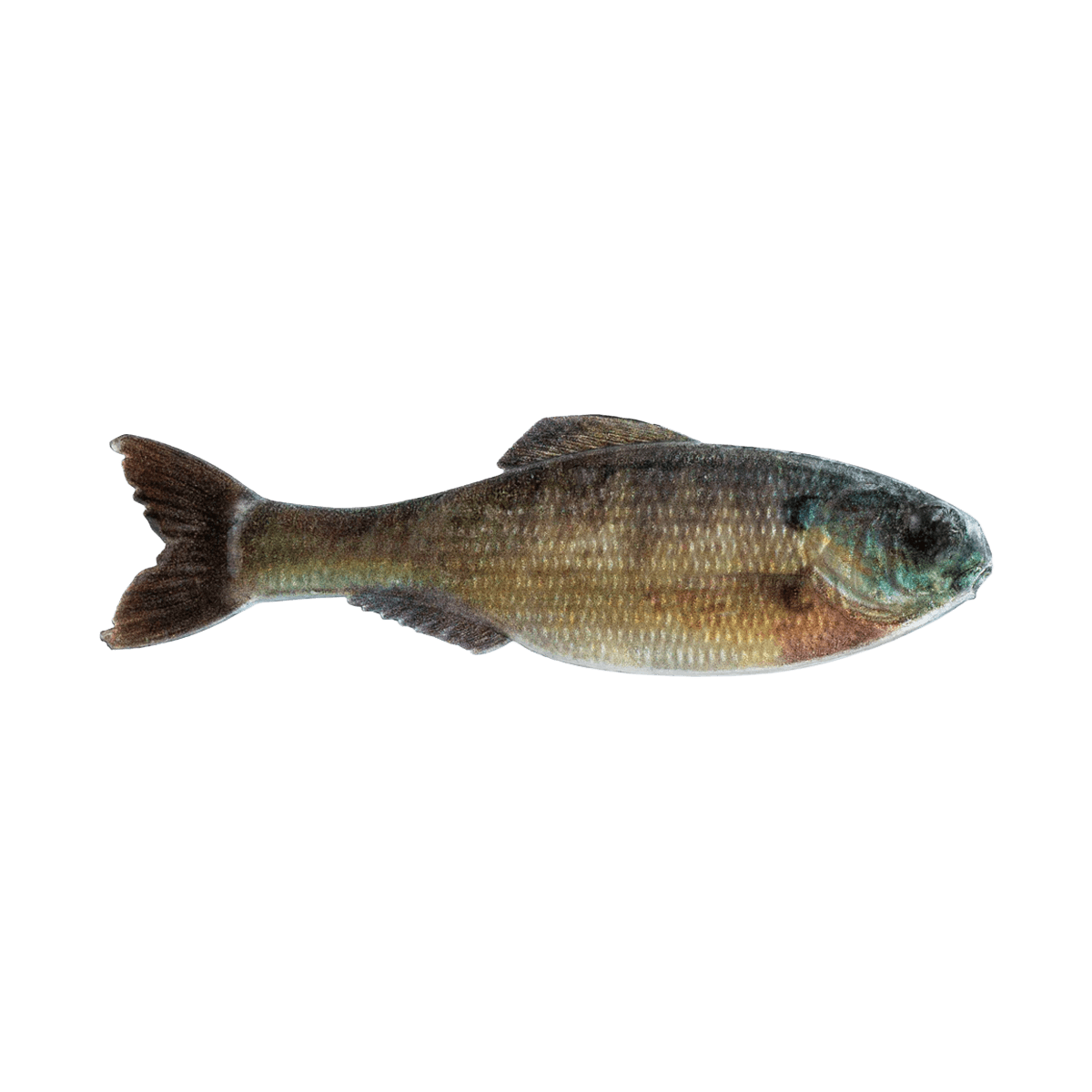 6TH SENSE PANORAMA BAIT 3.5 INCH - LIVE BLUEGILL