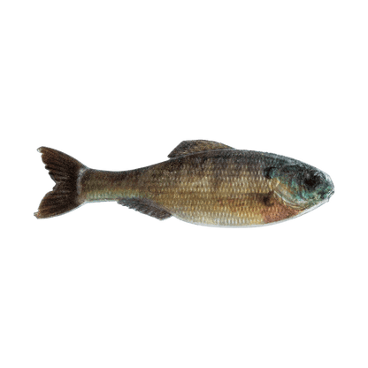 6TH SENSE PANORAMA BAIT 3.5 INCH - LIVE BLUEGILL