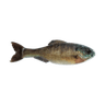 LIVE BLUEGILL