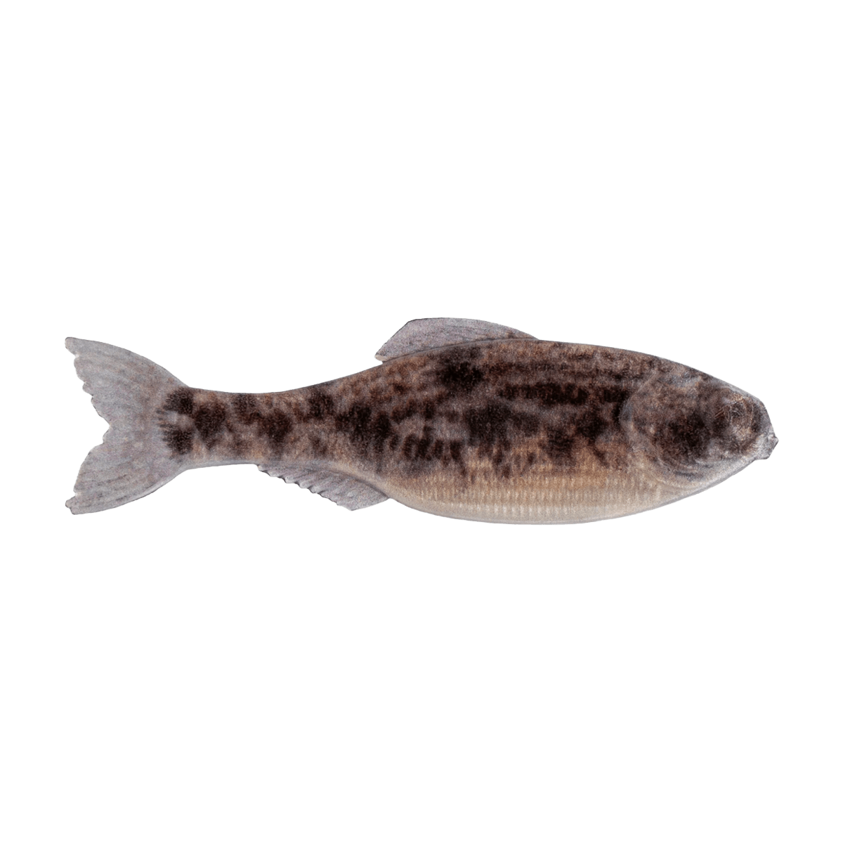 6TH SENSE PANORAMA BAIT 3.5 INCH - LIVE GOBY