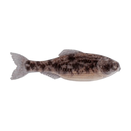 6TH SENSE PANORAMA BAIT 3.5 INCH - LIVE GOBY