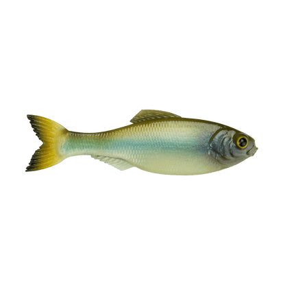 6TH SENSE PANORAMA BAIT 3.5 INCH - GHOST MINNOW