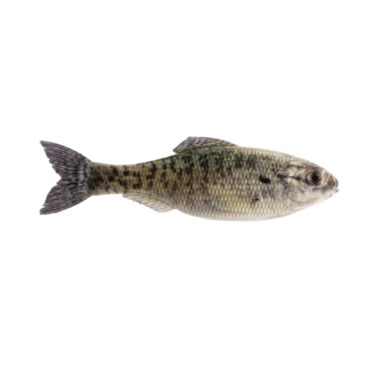 6TH SENSE PANORAMA BAIT 3.5 INCH - LIVE CRAPPIE