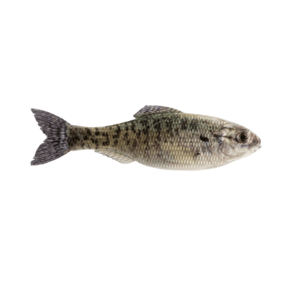 6TH SENSE PANORAMA BAIT 3.5 INCH - LIVE CRAPPIE