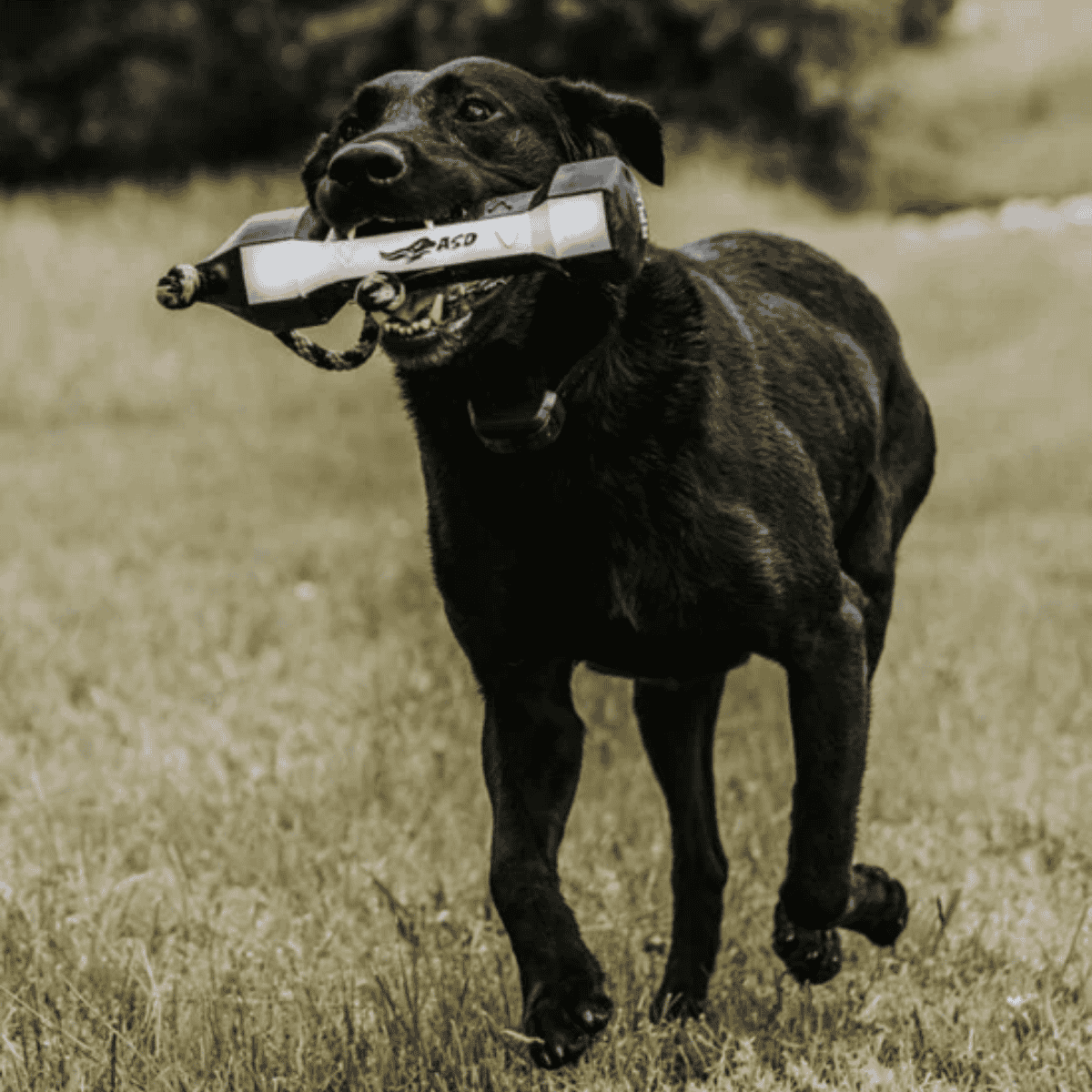 ASD SPORT PERFECTHOLD HEXABUMPER VGRIPS - DOG TRAINER - LIFESTYLE IMAGE