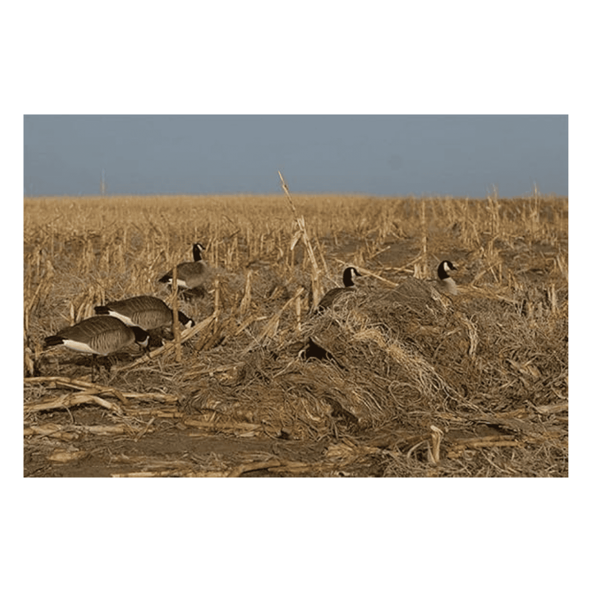 AVERY KILLERWEED LAYOUT BLIND KIT - ALL TERRAIN