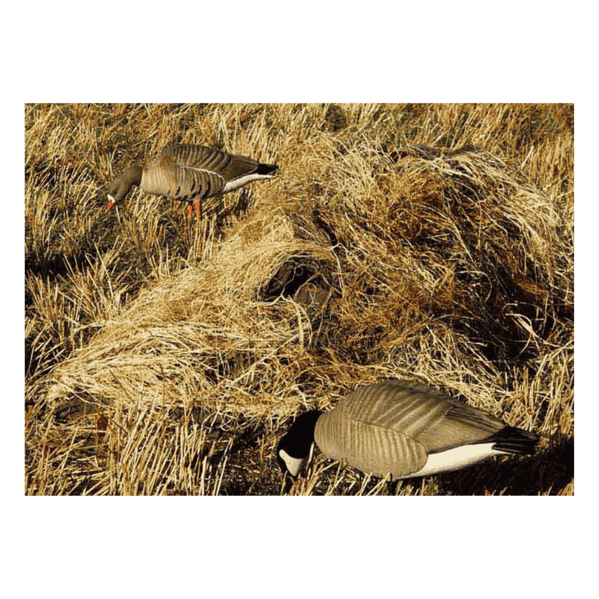 AVERY KILLERWEED LAYOUT BLIND KIT - GOLDEN HARVEST