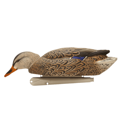 AVIAN X TOP FLIGHT FUSION MALLARDS WITH BLUE FEATHER HEAD DOWN