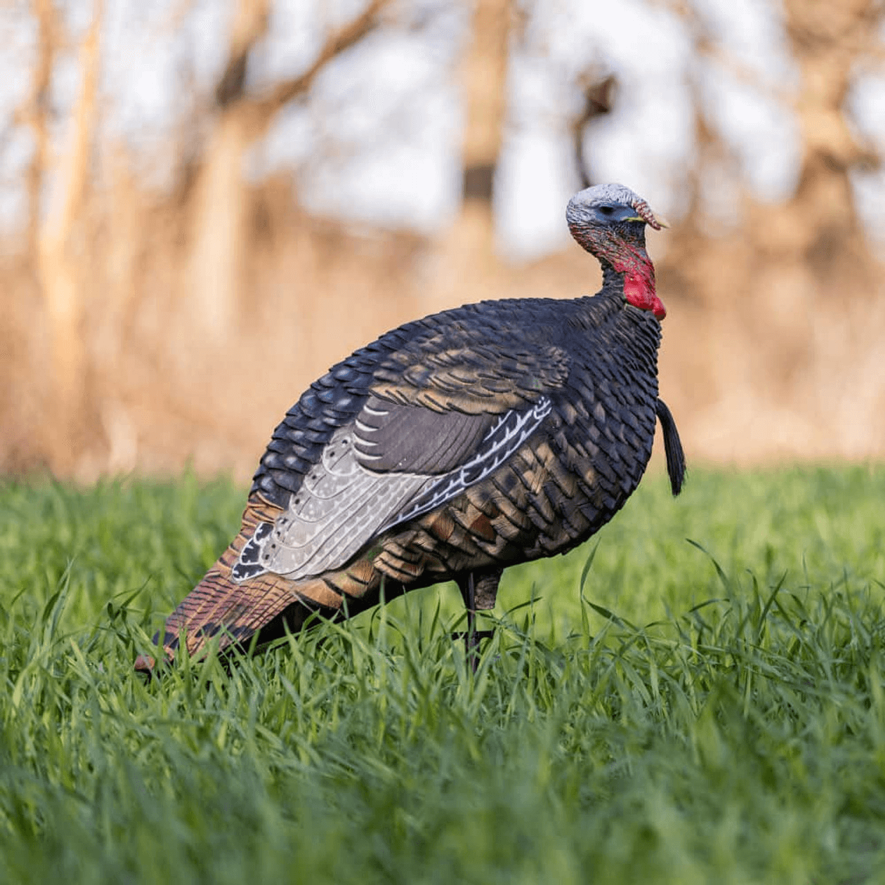LCD QUARTER-STRUT JAKE DECOY in the wild