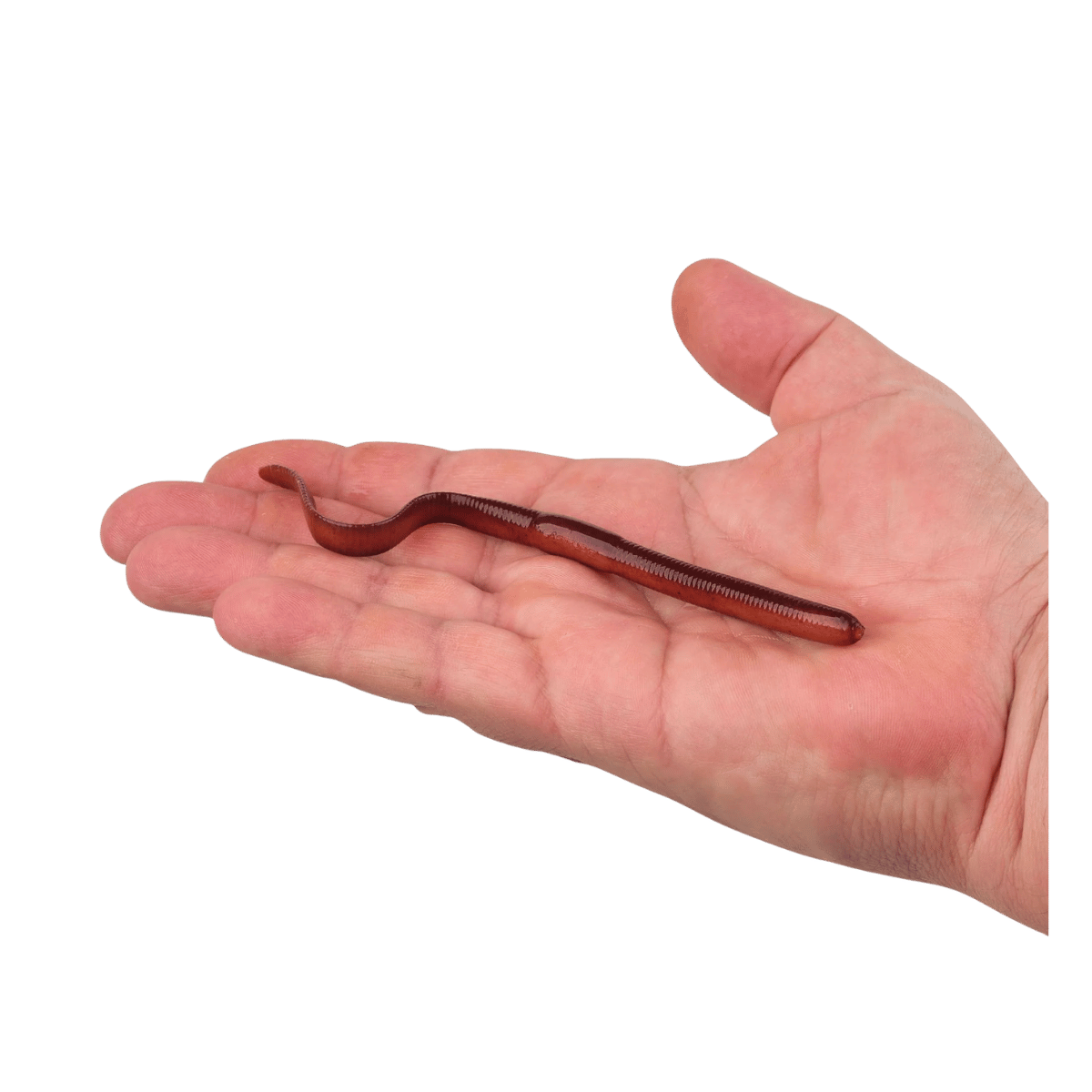 BERKLEY GULP! SR CRAWLER 12PK – SCENTED SOFT PLASTIC WORM - NIGHT CRAWLER - 7 IN - PRODUCT IN HAND