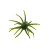 WTRMLN SEED