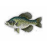 BLACK CRAPPIE