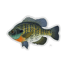 BLUEGILL