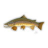 BROWN TROUT