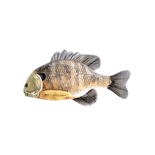 CABIN CRITTERS BLUEGILL 7IN IMAGE