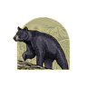 BLACK BEAR ARCH