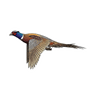 RINGNECK PHSNT