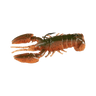 BAMA CRAW