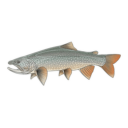 CASEY UNDERWOOD FISH DECALS / STICKERS lake trout