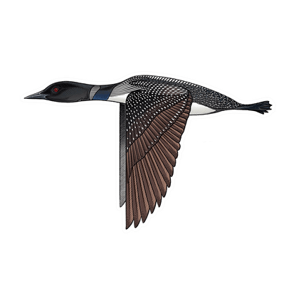 CASEY UNDERWOOD FISH DECALS / STICKERS loon 