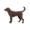 CHOCOLATE LAB