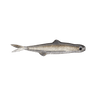 TRICK SHAD