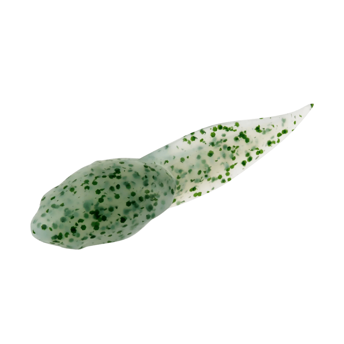 BERKLEY GULP ALIVE TADPOLE 1.25IN - SCENTED SOFT BAIT - CHIVE-2