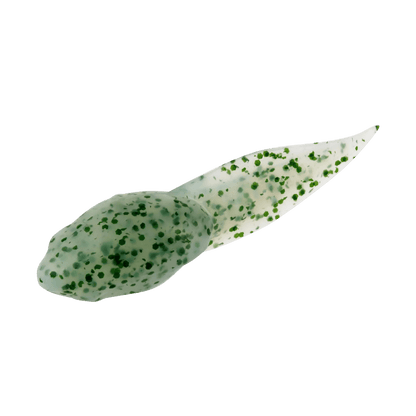 BERKLEY GULP ALIVE TADPOLE 1.25IN - SCENTED SOFT BAIT - CHIVE-2