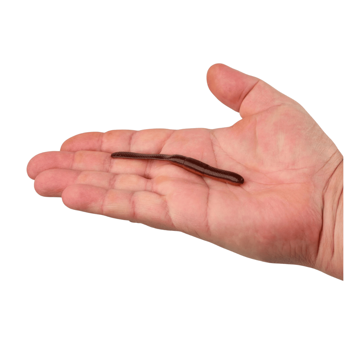 BERKLEY GULP! SR CRAWLER 12PK – SCENTED SOFT PLASTIC WORM - NIGHT CRAWLER - 4 IN - PRODUCT IN HAND