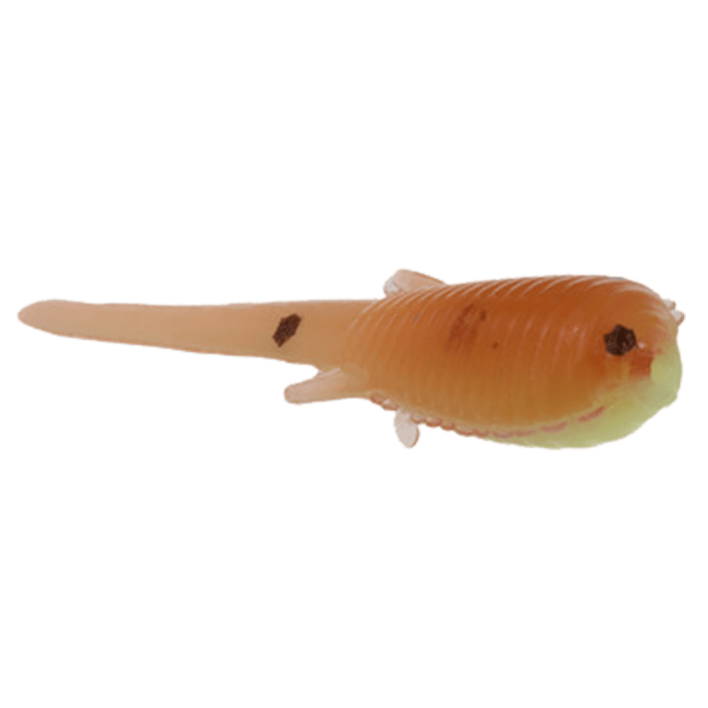 CLAM SOLDIER FLY
Glow Chart orange