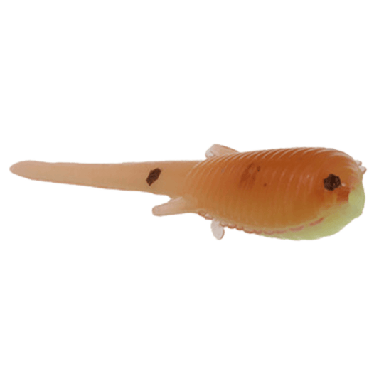 CLAM SOLDIER FLY
Glow Chart orange