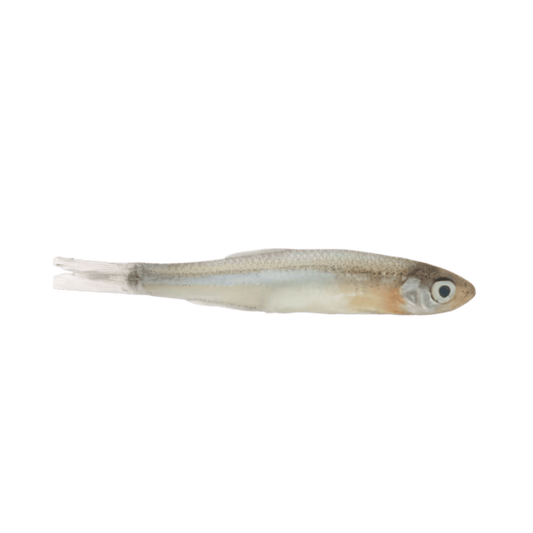 MAGIC PRESERVED SHINER MINNOWS LG-1.5OZ NATURAL