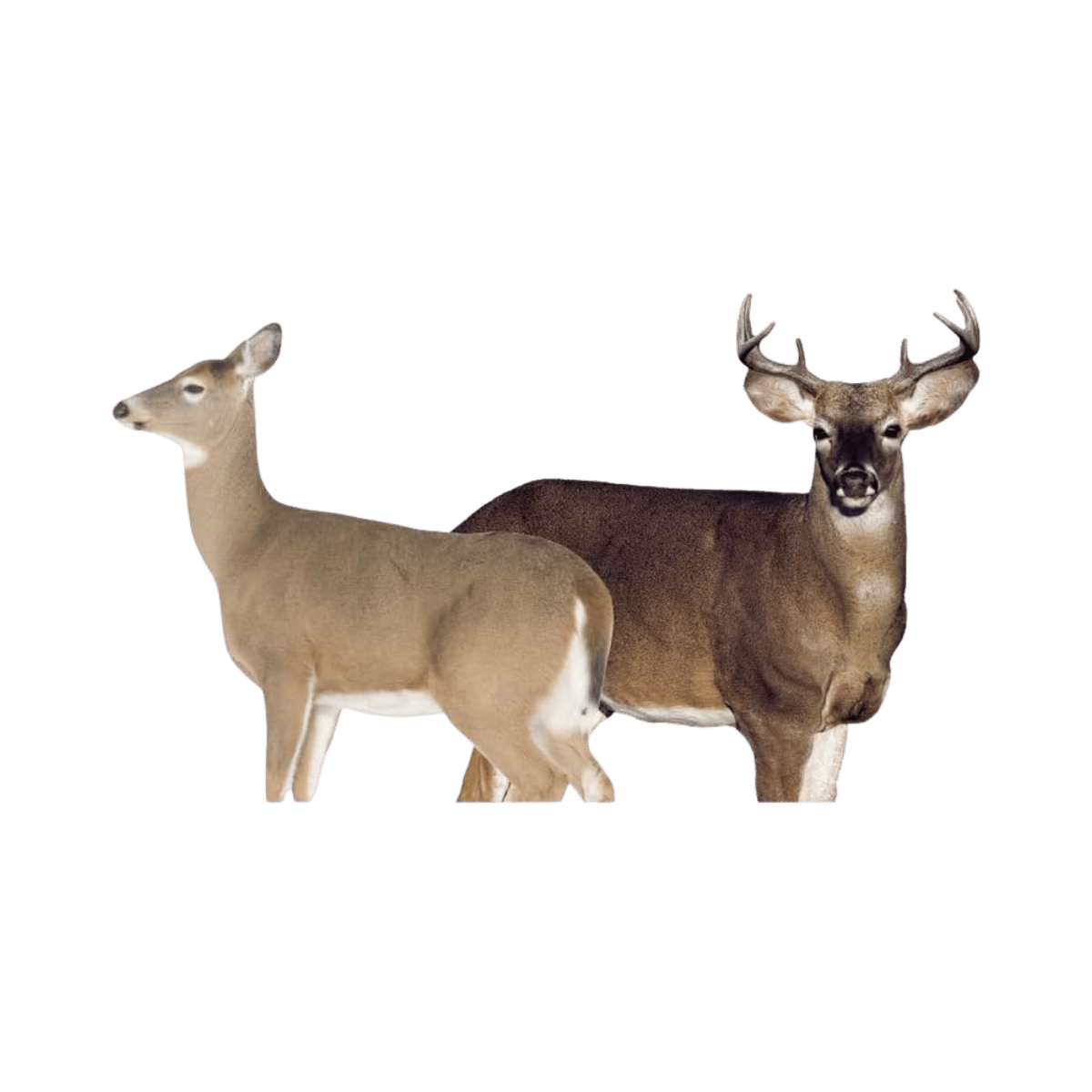 MONTANA DECOY DEER DREAM TEAM DECOY IMAGE