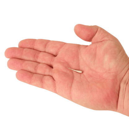BERKLEY POWERBAIT MINNOW 1IN SCENTED BAIT - SMELT - ON HAND